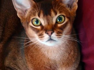 Crazed Abyssinian Cat