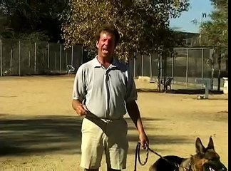 Basic Dog Training Tips : How to Train a Dog to Heel