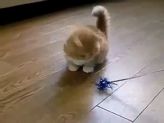 Коротконогий котэ