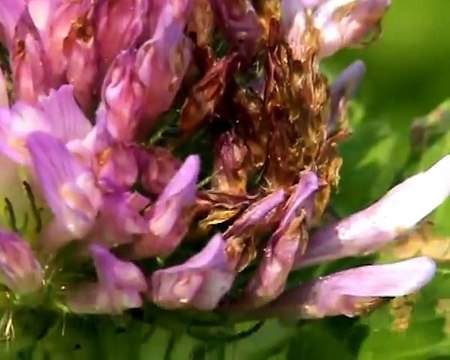 Моцарт, красивая природа