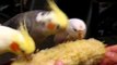 cockatiels and their budgie friend eating corn together
