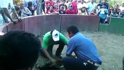 gallos sweader con kelso de la espuela de oro