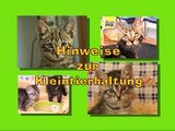 Tipps zur Haltung von Katzen