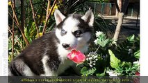 LODI, CODOGNO   SIBERIAN HUSKY