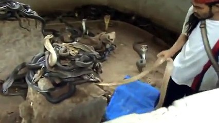 Binlerce Kobraya Meydan Okuyan Adam