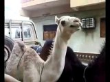 Funny Camel Must See بعير دلوع لازم تشوفه