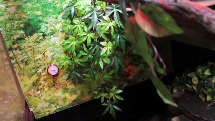 Meet My Pets ♡ "Pet Tag"