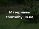 Wild dogs attacking of wild boar in Chernobyl exclusion zone