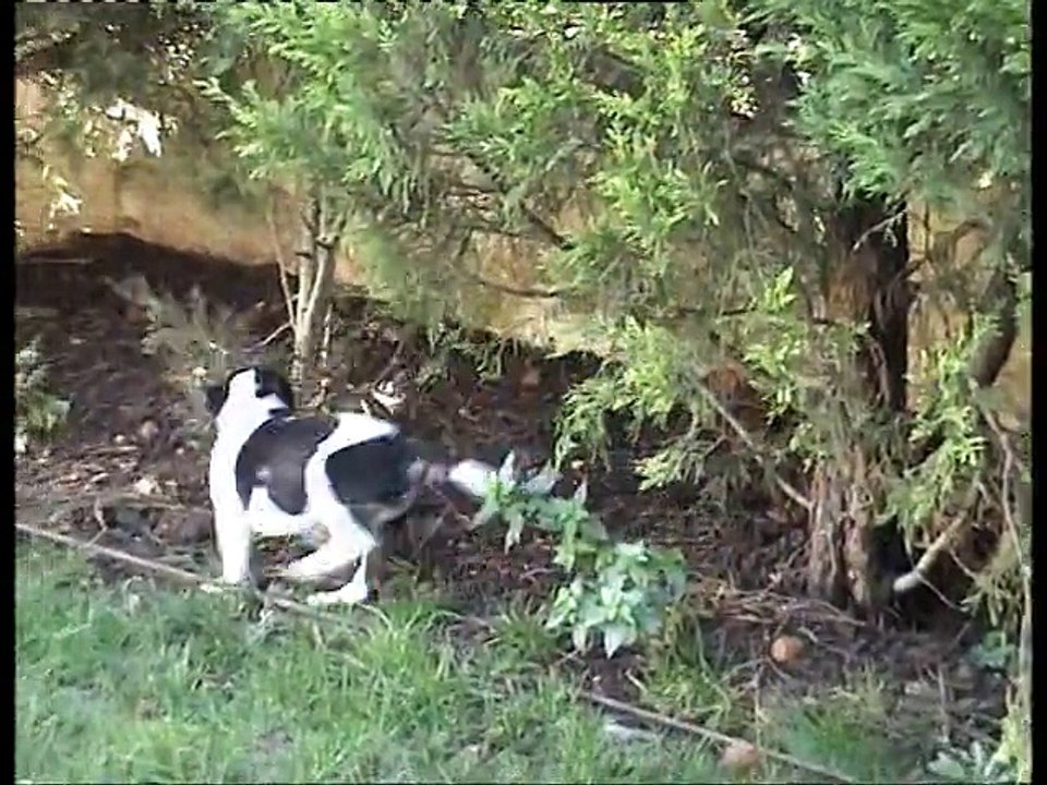 Ma staffie : Indiana Jane