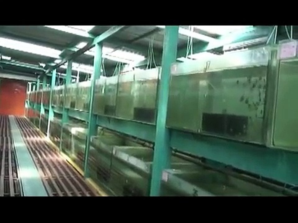Inti Aquarium, World's Largest Discus Fish Hatchery