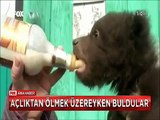 Açlıktan ölmek üzere buldukları yavru ayı büyümeye başlayınca