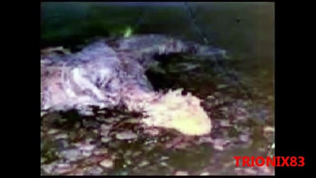 DINOSAURIOS VIVOS REALES imagenes recopilacion. ¿Dinosaurios vivos en la actualidad?