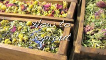 How To Make Fresh Sprouts With Sprouting Seed