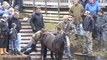 Appleby Horse Fair: Time to Call a Halt to this Festival of Animal Abuse