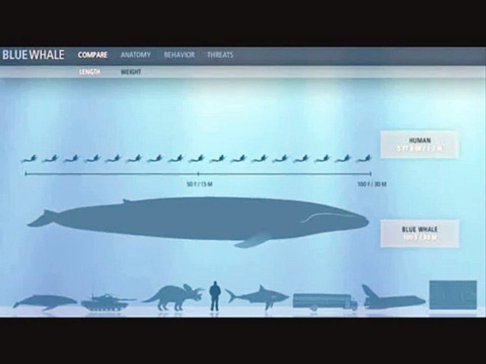 Whales, dolphins and nature sounds - Whale song