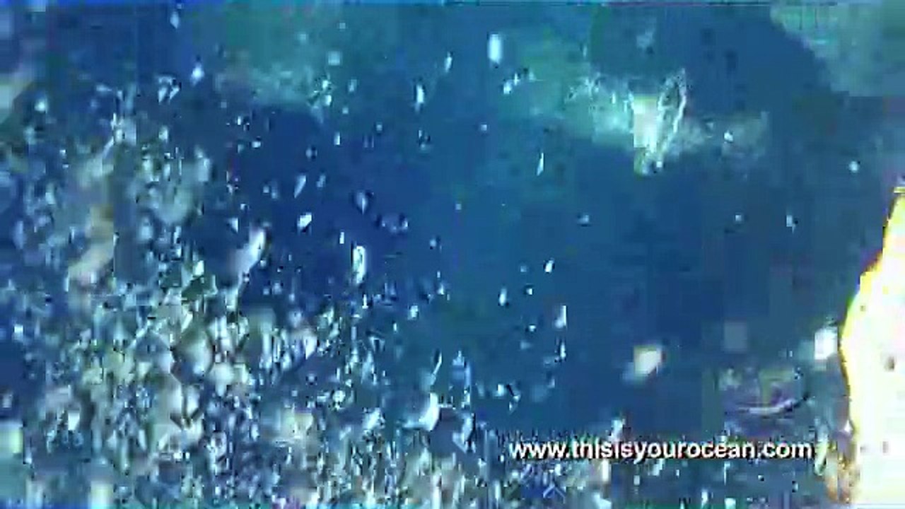 Shark  Video