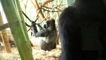 Welcome Back Baby! Gorilla Baby Seen by Lincoln Park Zoo Visitors For the First Time Since February