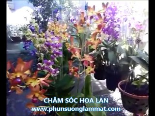 Huong dan cham soc hoa Lan xanh tot