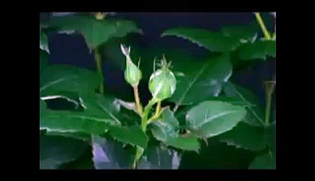 VID-20150404-WA0000.mp4