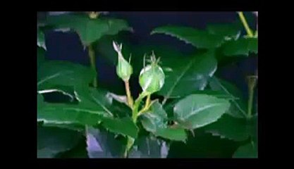 VID-20150404-WA0000.mp4