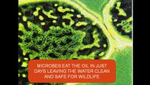 Gulf Oil Spill - Microbes that will eat oil within weeks