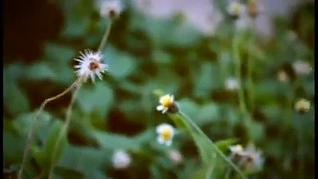 One year of love composed by hung Piano ( best song for classical music