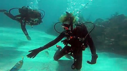 Flesh And Blood research (Fish)