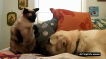 Funny Cats vs Dogs :-) Video divertente Gatti contro Cani