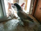 Uzbek Pigeons