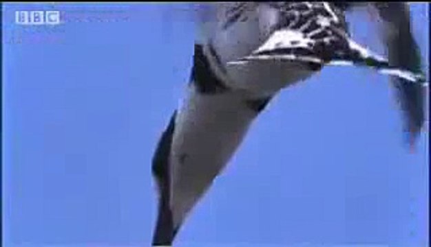 Pied Kingfisher catching fish in split second