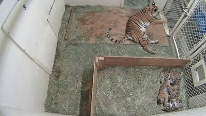 Fresno Chaffee Zoo: Tiger cubs nap-time escapades