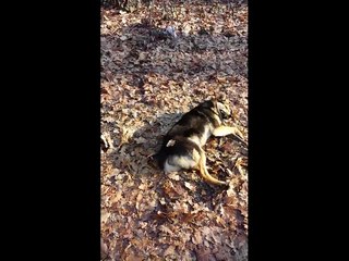 Mishka: Dreaming Of Home