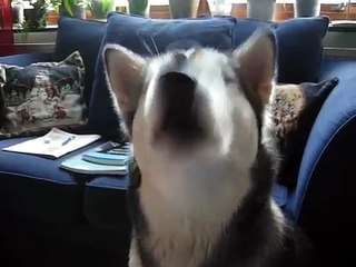 Alaskan Malamute talking