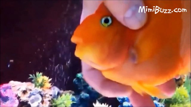 Le ZAP DE MIMI #11 - Zapping Web