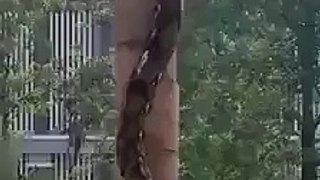 Vidéo impressionnante d'un serpent qui monte à un arbre