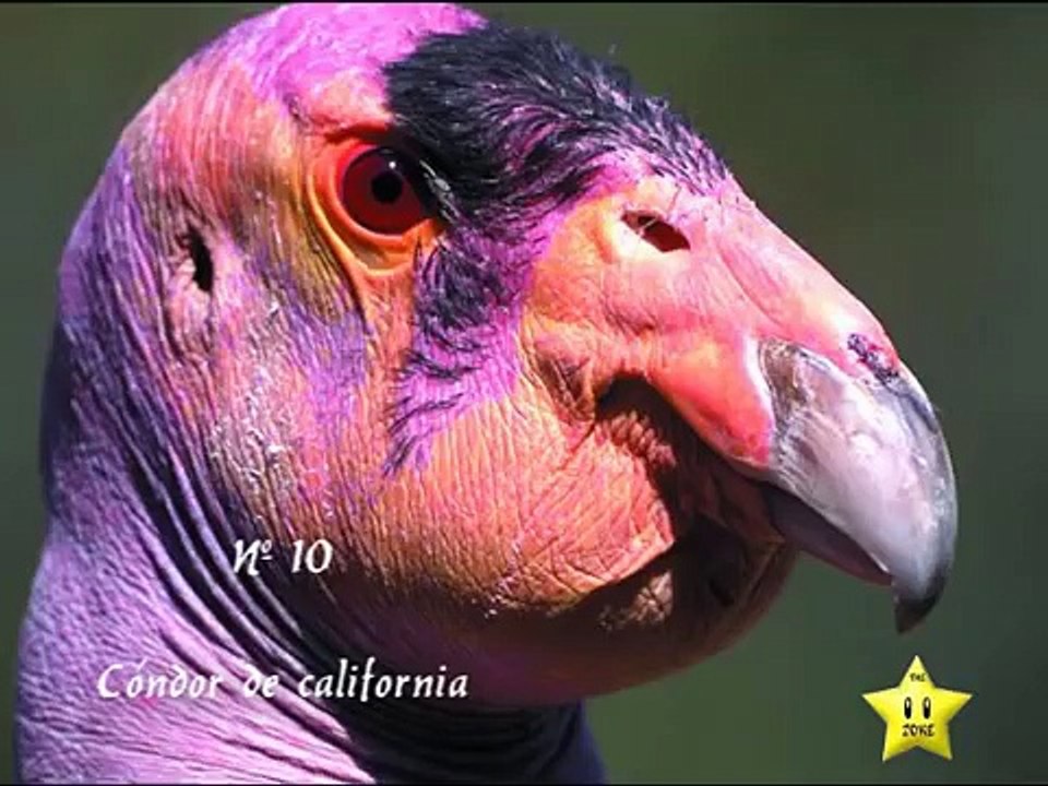 Los 10 animales más extraños del mundo