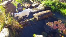 CATS AT THE POND - LES CHATS AU BASSIN D ORNEMENT