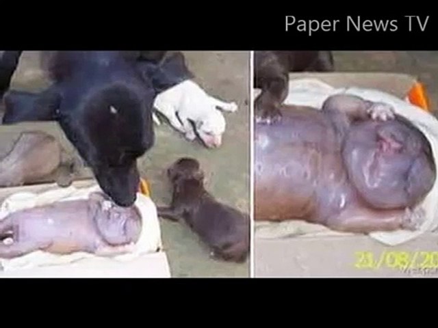 Dog gives birth to baby - video Dailymotion