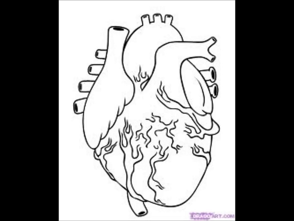 Anatomy