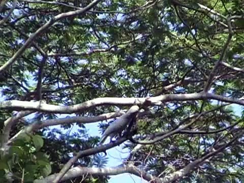 WILD MOLUCCAN COCKATOOS in Indonesia (and Hawaii)