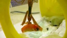 Praying Mantis Fishing for Goldfish (VERY GRAPHIC)