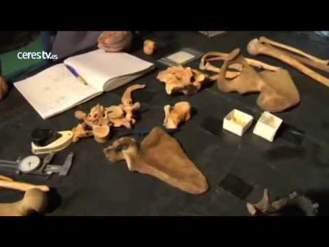 Las comunidades neandertales dividían algunas de sus tareas por sexos
