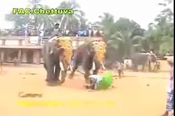 Elephant Stomp