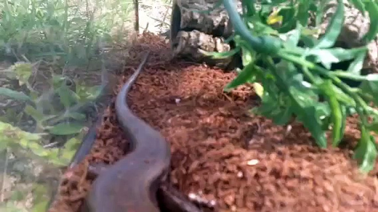 Release: broad headed skink
