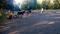 Doberman, Rottweiler, German Shepherd, Pit Bull, Great Dane at Dog Park