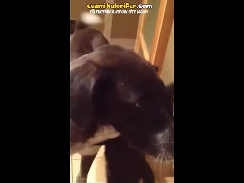 Kedi Ve Köpek