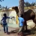 Camel Throws Man Vine - A Funny Vine on FunnyVineVideos.com