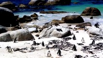 South African Penguins at Boulders Beach
