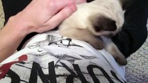 Siamese / Ragdoll Kitten Purring