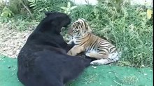 Black Panther Plays with Tiger Cub - Черная Пантера играет с Тигренком !